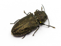 Anthaxia quadripunctata