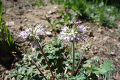Hydrophyllum occidentale