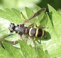Temnostoma bombylans