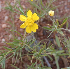 Leysera tenella