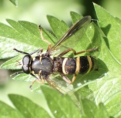 Temnostoma bombylans