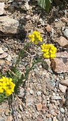 Alyssoides utriculata