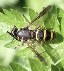 Temnostoma bombylans