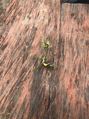 Stagmatoptera binotata