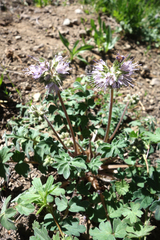 Hydrophyllum occidentale