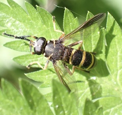 Temnostoma bombylans