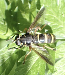 Temnostoma bombylans