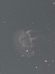 Aurelia aurita