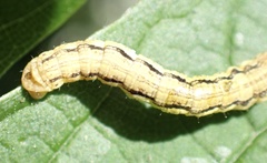 Erannis defoliaria