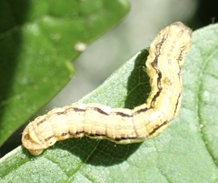 Erannis defoliaria