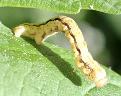 Erannis defoliaria