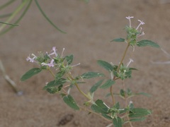 Angiospermae