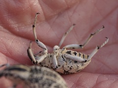 Leucochromus imperialis