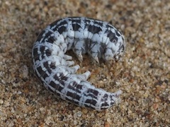 Lepidoptera