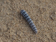 Lepidoptera
