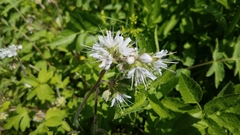 Hydrophyllum occidentale