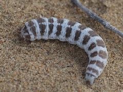 Lepidoptera