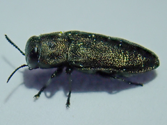 Anthaxia quadripunctata