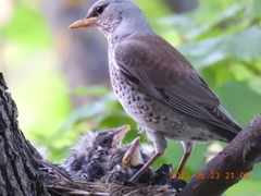 Turdus pilaris