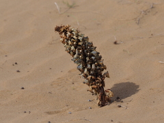 Cistanche