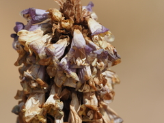 Cistanche