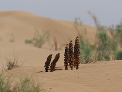 Cistanche