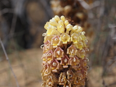 Cistanche