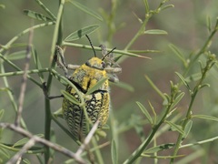 Julodis variolaris