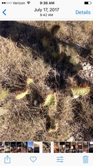 Opuntia polyacantha polyacantha