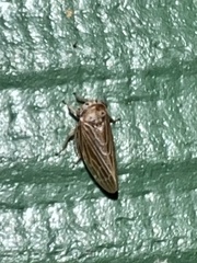 Agallia quadripunctata