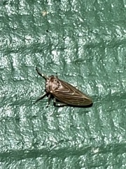 Agallia quadripunctata