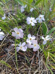 Phlox caespitosa