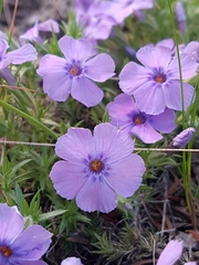 Phlox caespitosa