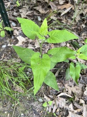 Symphyotrichum anomalum
