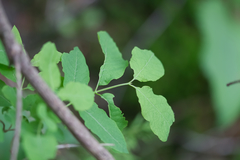 Lonicera nigra