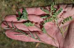 Indigofera colutea