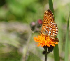 Boloria eunomia