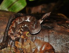 Amazonian Toad-Headed Pitviper photo 2