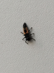 Harmonia axyridis