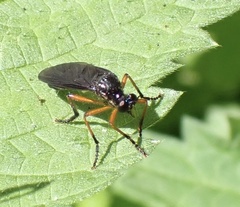 Dioctria oelandica