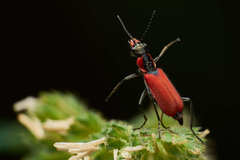 Malachius coccineus