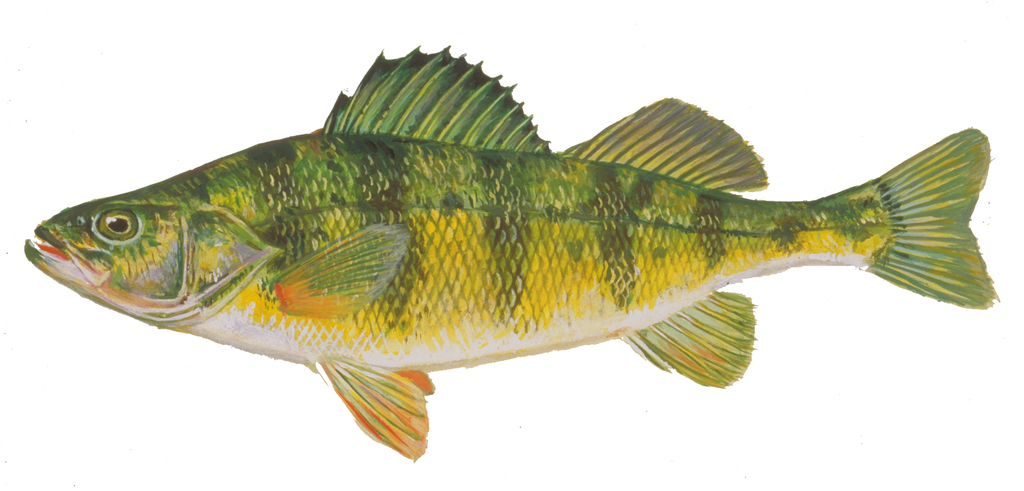 Yellow Perch (California Academy of Sciences, Water Planet Gallery ...