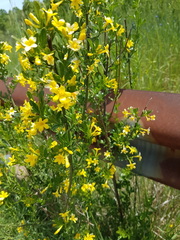 Chrysojasminum fruticans