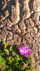 Trachylepis punctatissima