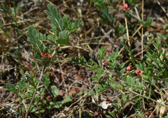 Indigofera linnaei