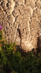 Trachylepis punctatissima