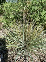 Eragrostis elliottii