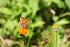 Boloria eunomia