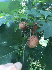 Callirhytis seminator