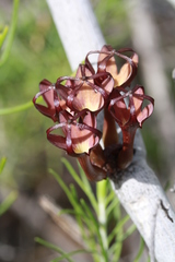 Ceropegia fusca image